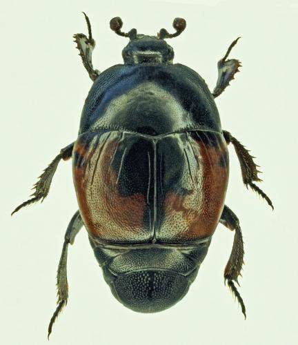 Saprinus maculatus
